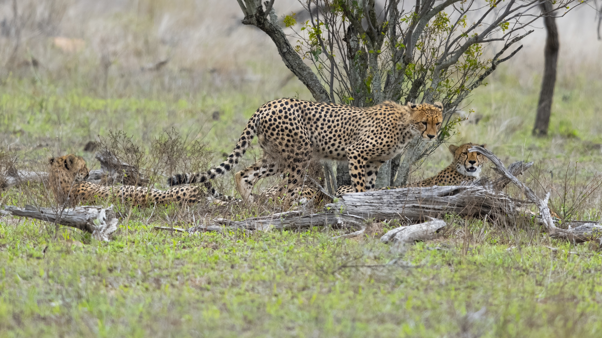 Kruger25 2025 10 31 13 12 02 ILCE 1M2 1355